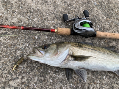 お久シーバス❤️