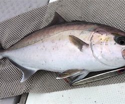 カンパチ釣れました！