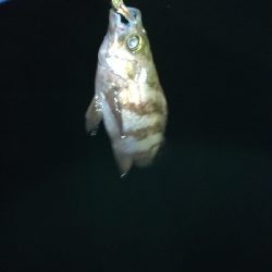 ナイトメバリング