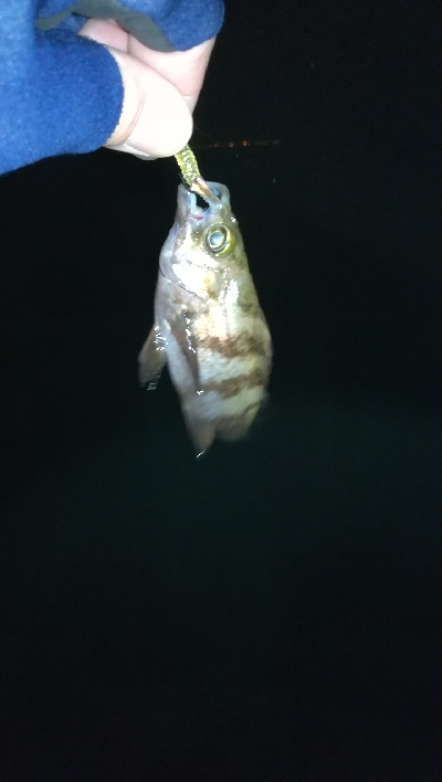 ナイトメバリング