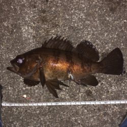 寒空の下メバリング