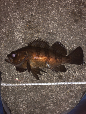 寒空の下メバリング