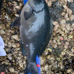 御五神島 沖磯フカセ