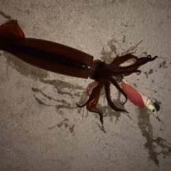 久しぶりのスルメイカ