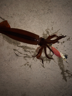 久しぶりのスルメイカ