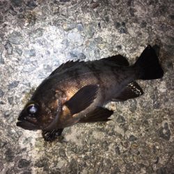 メバリング、ガシラ・セイゴも