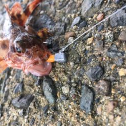 おじさんとガシリング