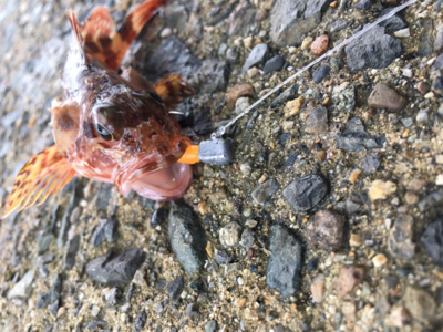 おじさんとガシリング