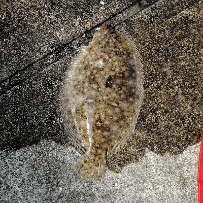 串間東港（都井）