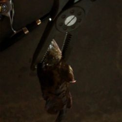 ナイトガシリング