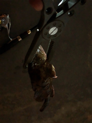 ナイトガシリング