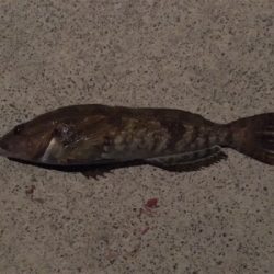 久しぶりの釣り