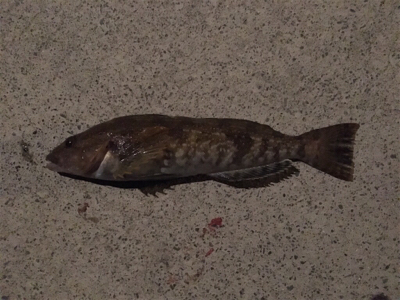 久しぶりの釣り