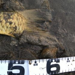 真冬のパン鯉ゲーム！