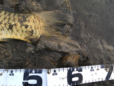 真冬のパン鯉ゲーム！