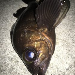 天気予報に騙されましたが記録更新！