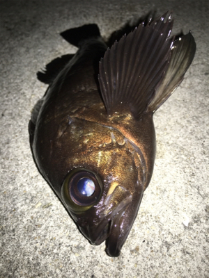 天気予報に騙されましたが記録更新！