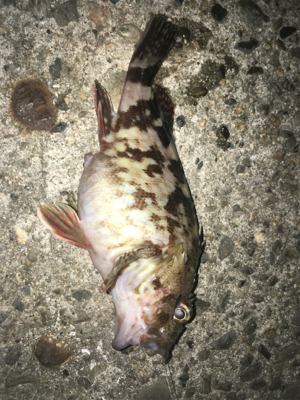 虫餌で五目釣り…ならず