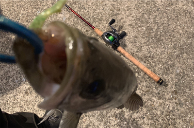 娘チョコレートと頑シーバス♫