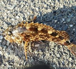 2019年2月17日釣行in福の浦漁港