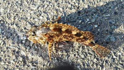 2019年2月17日釣行in福の浦漁港