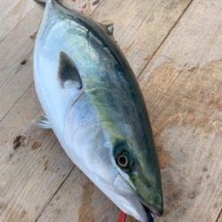 釣堀紀州さんにて