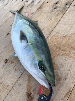 釣堀紀州さんにて