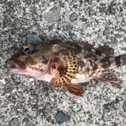 アジを求めて御所浦釣行①