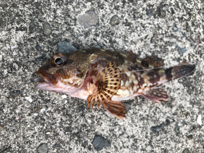 アジを求めて御所浦釣行①