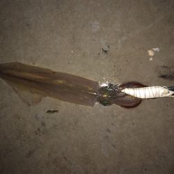 今日もヤリイカエギング！