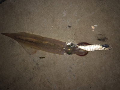 今日もヤリイカエギング！