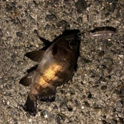 プラッキング不発！