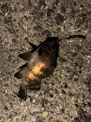 プラッキング不発！