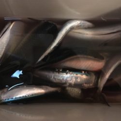 加太大波止 サバ！イワシ！爆釣！