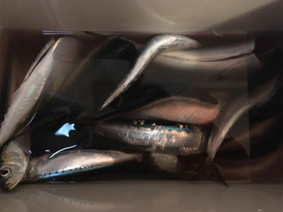 加太大波止 サバ！イワシ！爆釣！