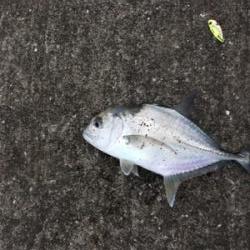 ギンガメアジ20cm