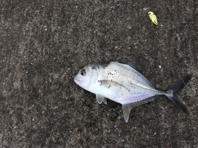 ギンガメアジ20cm