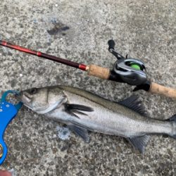 アタリ数あれど。。。