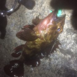 メバル探したけど