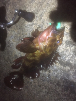 メバル探したけど