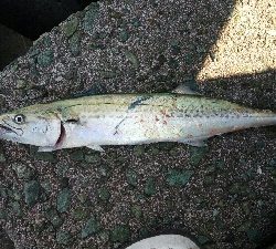 ライトショアジギング