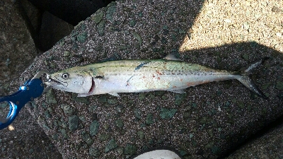 ライトショアジギング