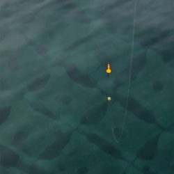 サビキでイワシ