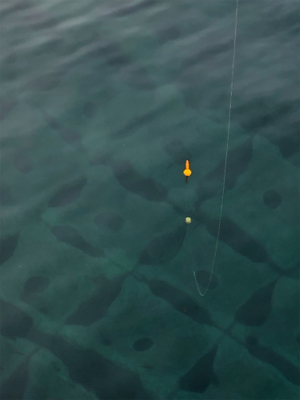 サビキでイワシ