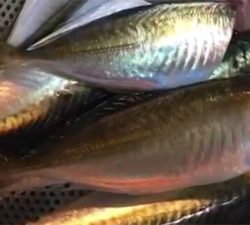 とっとぱーく小島。サバ!アジ!