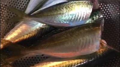 とっとぱーく小島。サバ!アジ!