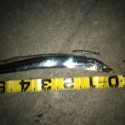 諦めてた時、突然のあたりでした。