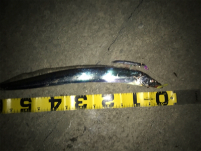 諦めてた時、突然のあたりでした。