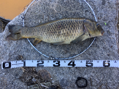 大和川河口でカニ餌でチヌを狙うも…