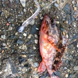 久美浜ガシリング